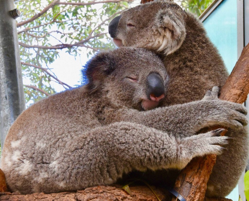 Two koalas hugging